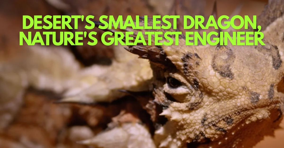 The Thorny Devil's Extraordinary Tricks: A Tiny Lizard's Arsenal Against the Australian Desert