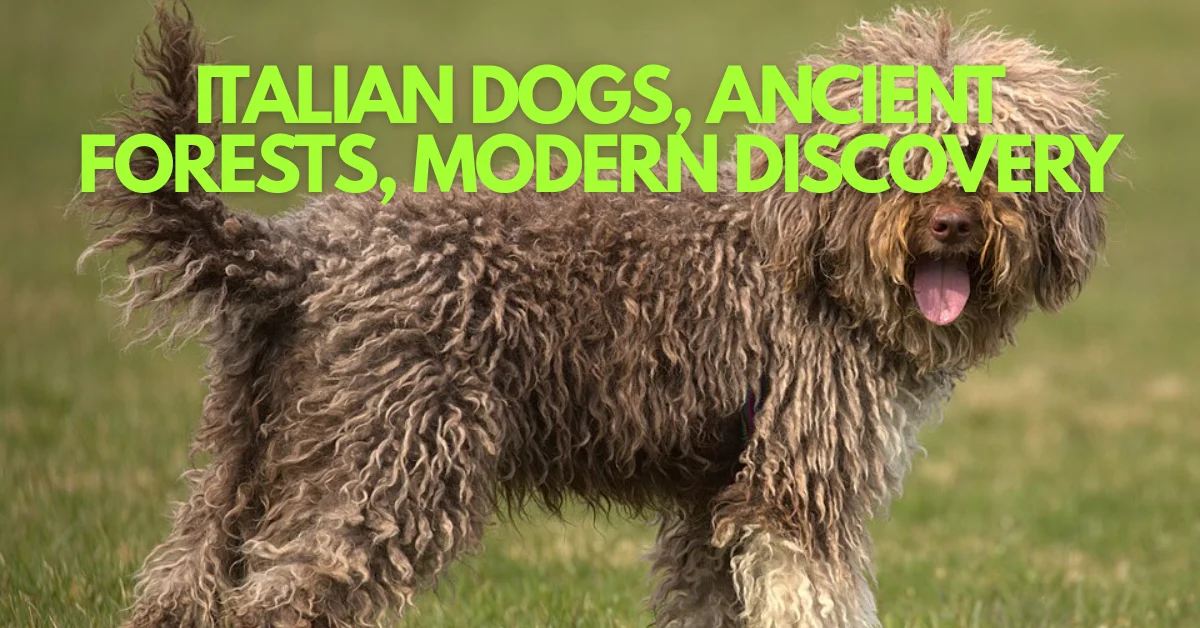 The Truffle-Hunting Dogs Revealing Nature's Hidden Fungi