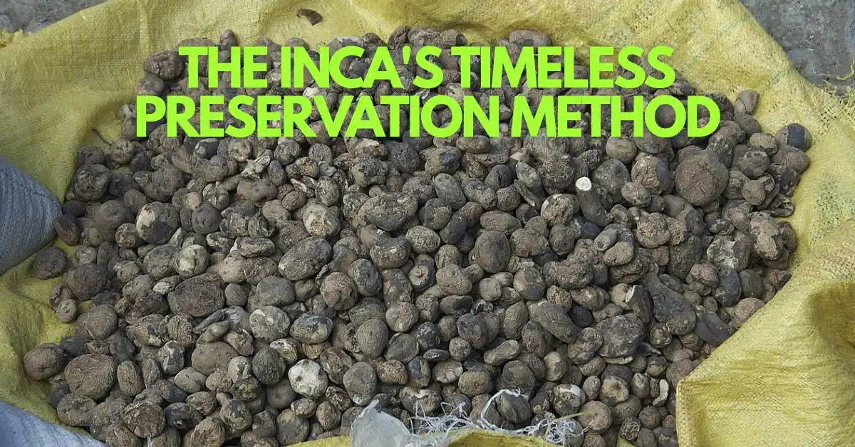 A Taste of Empire: How the Inca Preserved Potatoes for Five Centuries